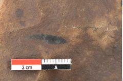 Foto (Detailsansicht) von Quercus palaeoilex Ettingshausen (NHMW-GEO-2024-0188-0822)